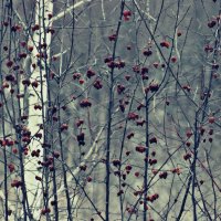 Зимняя вишня :: Полина Северян
