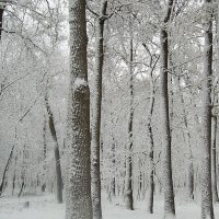 Зимний лес :: Алена Наумцева
