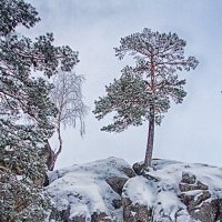 Горное деревцо :: Pavel Svyatodukh
