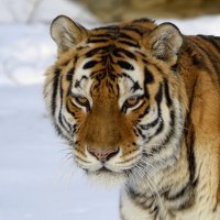 Амурский тигр :: Aleks 