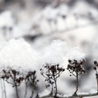 Первый снег :: Андрей Трегубов