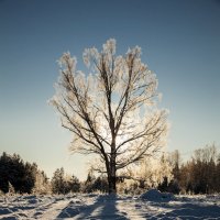 Одинокая берёза :: Василий Беляев