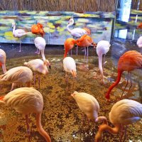 Фламинго в Рижском зоопарке. :: oleg 