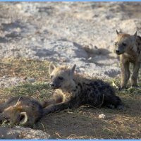 Babe! Hyenas. Amboseli :: акмал 