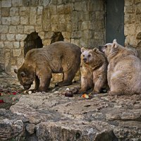 Три медведя :: Леонид Лившиц