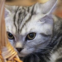 Рязанский кот :: Svetlana 