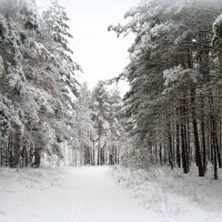 Сказка зимнего леса :: Aлла 