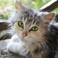 Бабушкина кошка :: Андрей Дрожжин