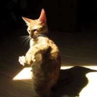 Игривый котик!! :: Зарипова Виктория 