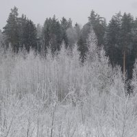 зимняя сказка в лесу :: Татьяна Горохова
