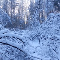 Снежные лапы :: Борис Панков