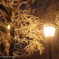 Тёплая зима :: Ирина Пшеничнова