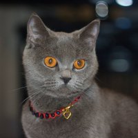 кошка Соня :: Андрей Кураков