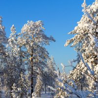 Зима на Ямале :: Александр Пахилов