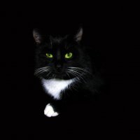Чёрнай кот :: Валерий Баранчиков