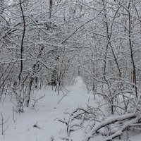 Новый снег! :: Александр Михайлов