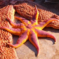 морские звёзды :: Аля Бирюза