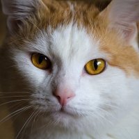Портрет кота :: Йеннифэр Шурсен