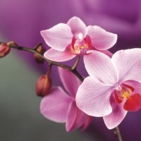 Орхидея :: Алина Троицкая