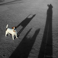 Прогулка с собаками :: Татьяна Тарасова