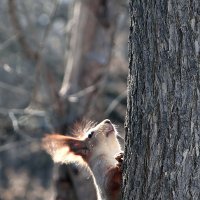 Шустрый бельчонок :: Рустем 15 Ахмадеев