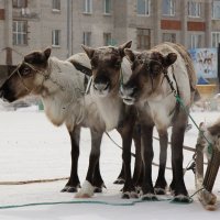северные олени для прогулок по городу :: Алена Дегтярёва