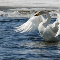 Вот, по верх текучих вод лебедь белая плывет... :: Maria Tulupova 