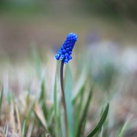 Muscari Colchicum :: Александра Федосеева