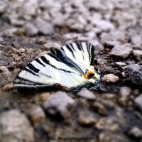 Бабочка :: AlexKorshumba 