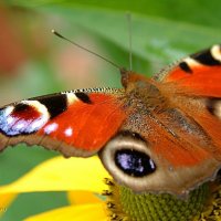 Летняя бабочка :: Полина Пратасовская