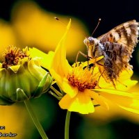 butterfly on flower)) :: Анна Ященко