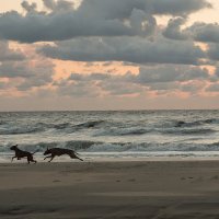 вечерняя прогулка на берегу моря.. :: Надежда Шемякина