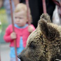 Россия - это медведи.... :: fotograf3d Скащенков