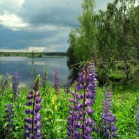Лесное озеро :: Андрей Конин