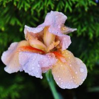 Цветок после дождя :: Александр Горелов