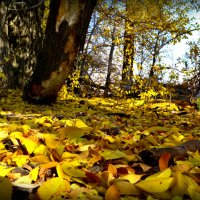 Красивая желтая листва :: Ольга Демченко