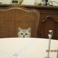 Да что вы там опять едите?! :: Ирина 