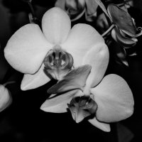 Орхидеи :: Viktoria Tkach