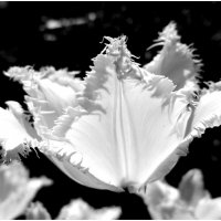 Белоснежный тюльпан :: евгения 