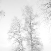 Зима. :: Андрей Боталов