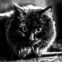Черный черный кот) :: Антон Понкратов