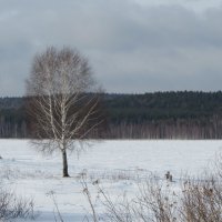 одинокая береза :: Валерий A.