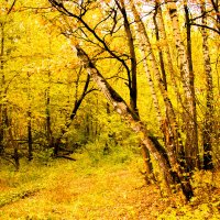 Золотая осень :: Cаша Макеева