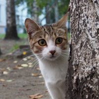 Котик с нашего двора :: Александр Попов