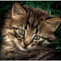 Котёнок :: Евгений Кочуров