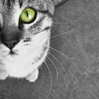 Кошка Муся :: Мария 