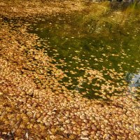 Осеннее золото на воде :: Елена Шевелева 