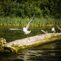 Чайки на реке. :: Наталья Лысенко