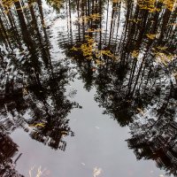 В осеннем лесу :: Максим Судаков