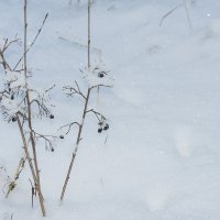 После снегопада :: Виктория Поплавская